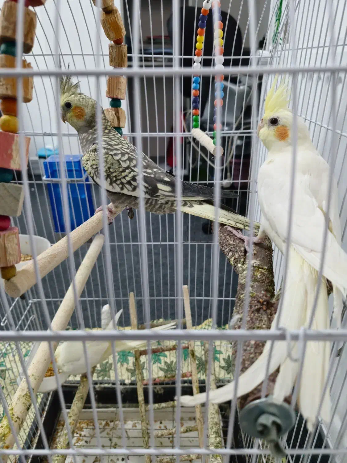 فروش عروس هلندی|پرنده|یاسوج, |دیوار