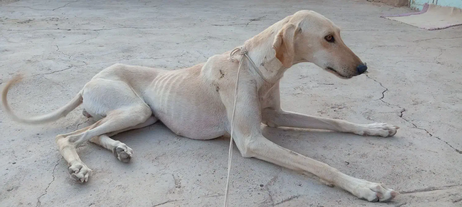 سگ تازی شکاری|سگ|جرقویه, |دیوار