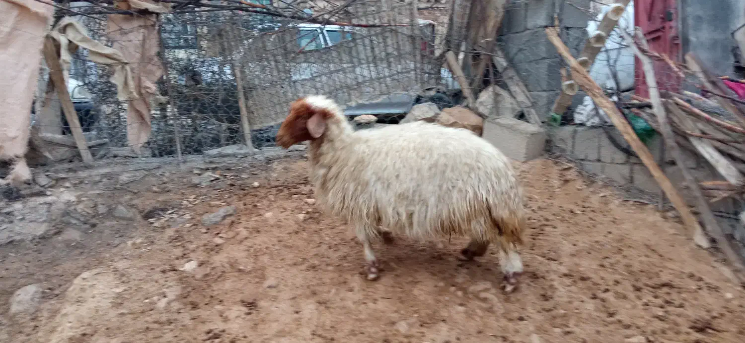 میش و بره|حیوانات مزرعه|سیوان, |دیوار