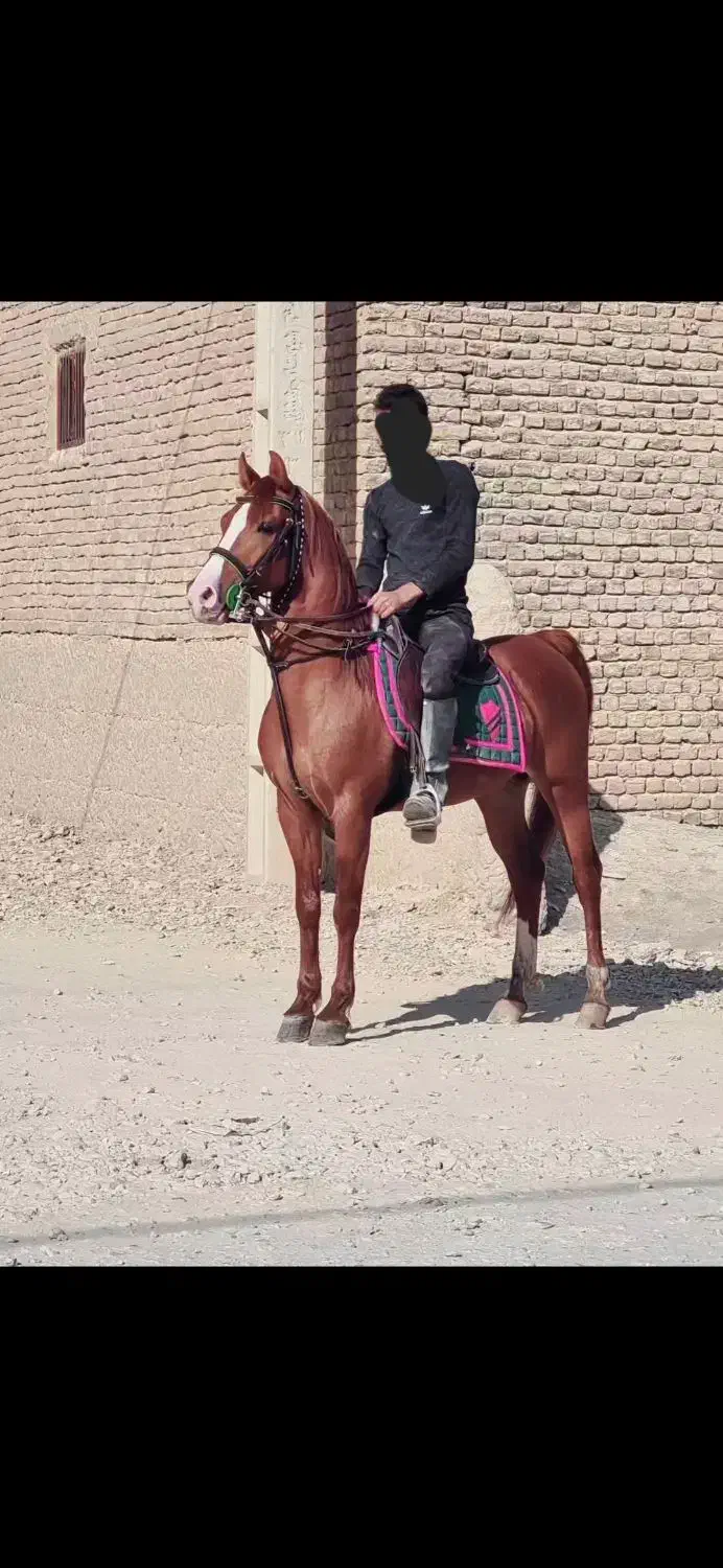 اسب|اسب و تجهیزات اسب‌سواری|اصفهان, عباس‌آباد|دیوار