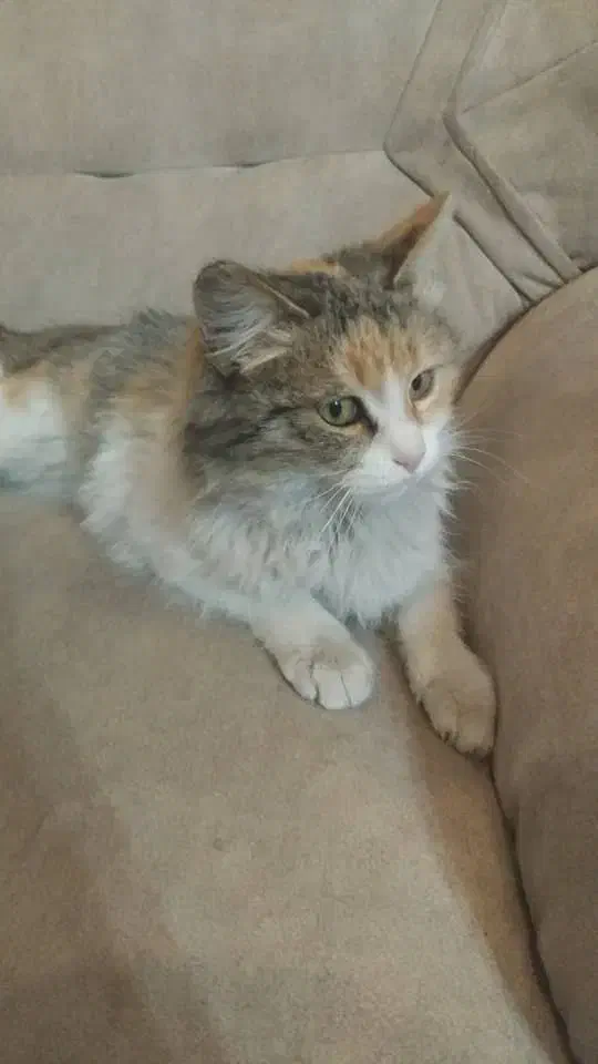 گربه خونگی|گربه|ارومیه, |دیوار