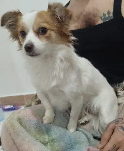 حیوان خانگی|سگ|وحیدیه, |دیوار