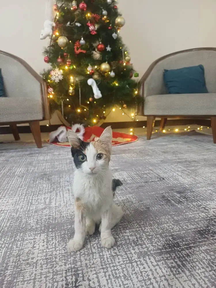 گربه نژاد دی اس اچ|گربه|ری, دیلمان|دیوار