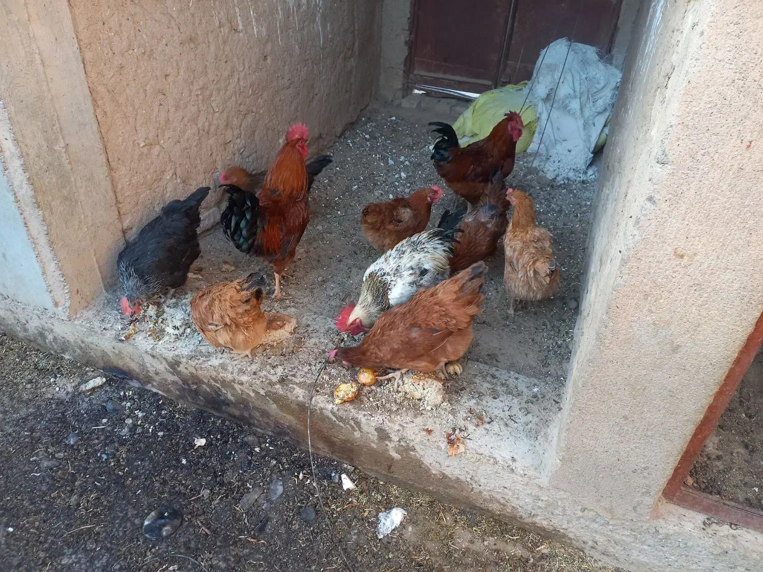 مرغ وبوقلمون|حیوانات مزرعه|خواف, |دیوار