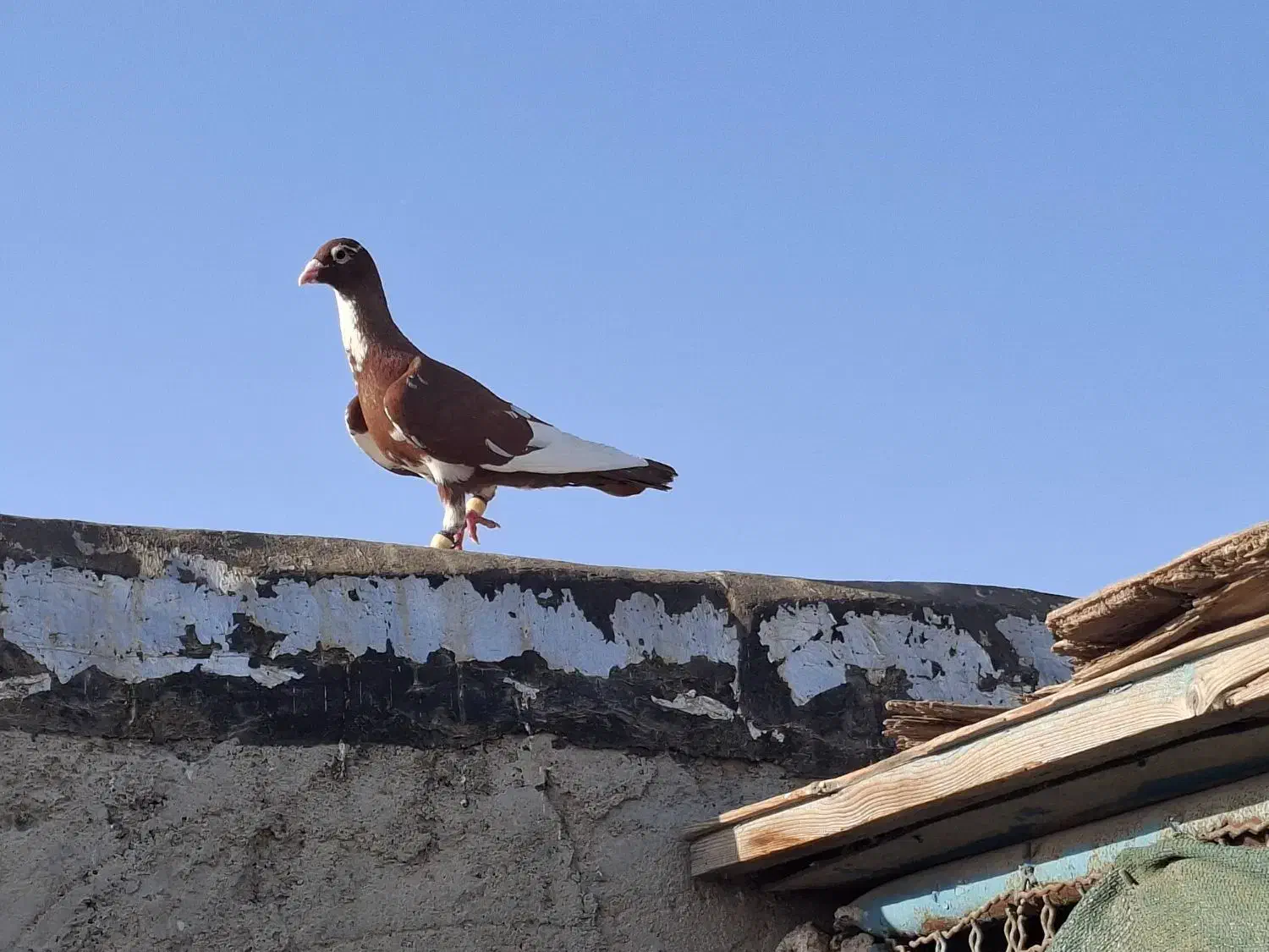 دورگ|پرنده|بندر ماهشهر, |دیوار