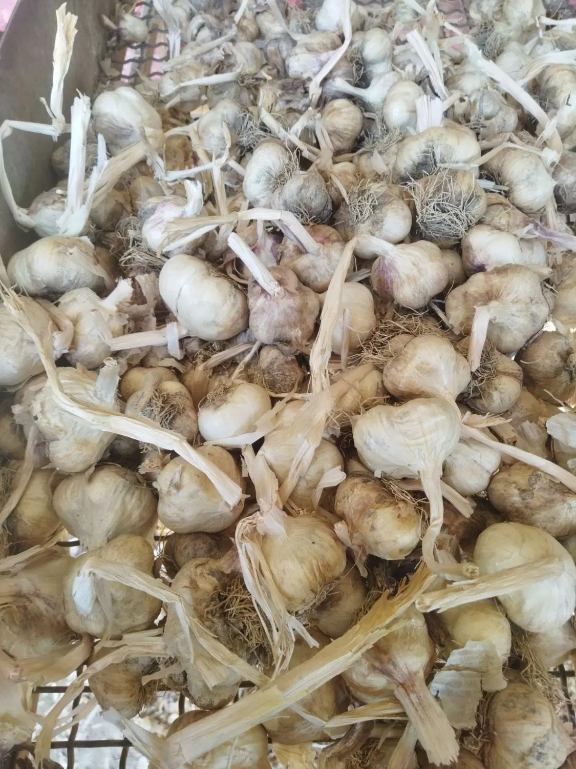 سیر|عمده‌فروشی|همدان, |دیوار