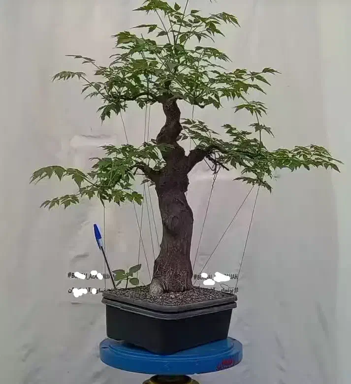 بونسای درخت زیتون تلخ|گل و گیاه طبیعی|تهران, دولاب|دیوار