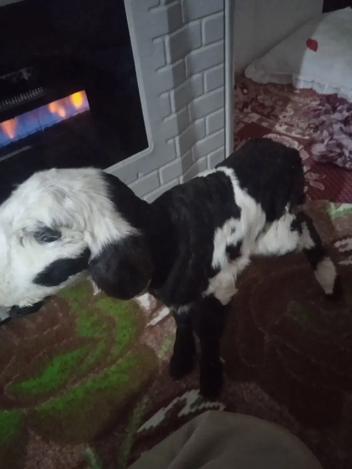 بره شیری|حیوانات مزرعه|مرودشت, ثبت احوال|دیوار