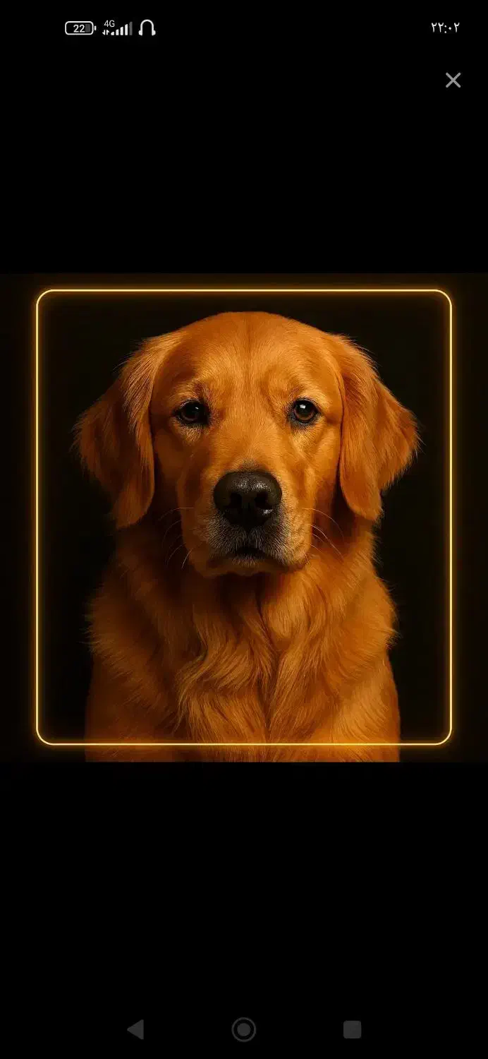 سگ گمشده|حیوانات|همدان, |دیوار