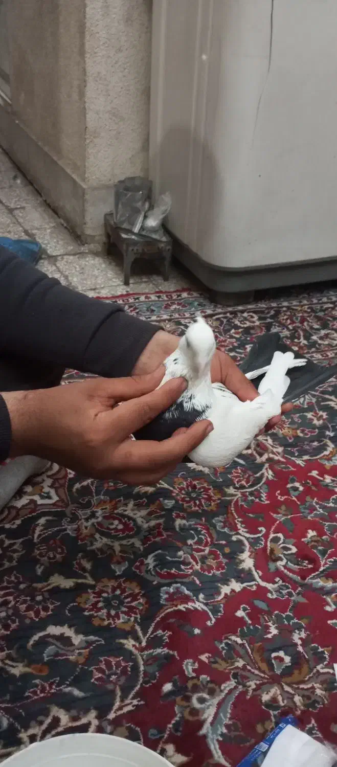 کبوتر|حیوانات|کرمانشاه, |دیوار