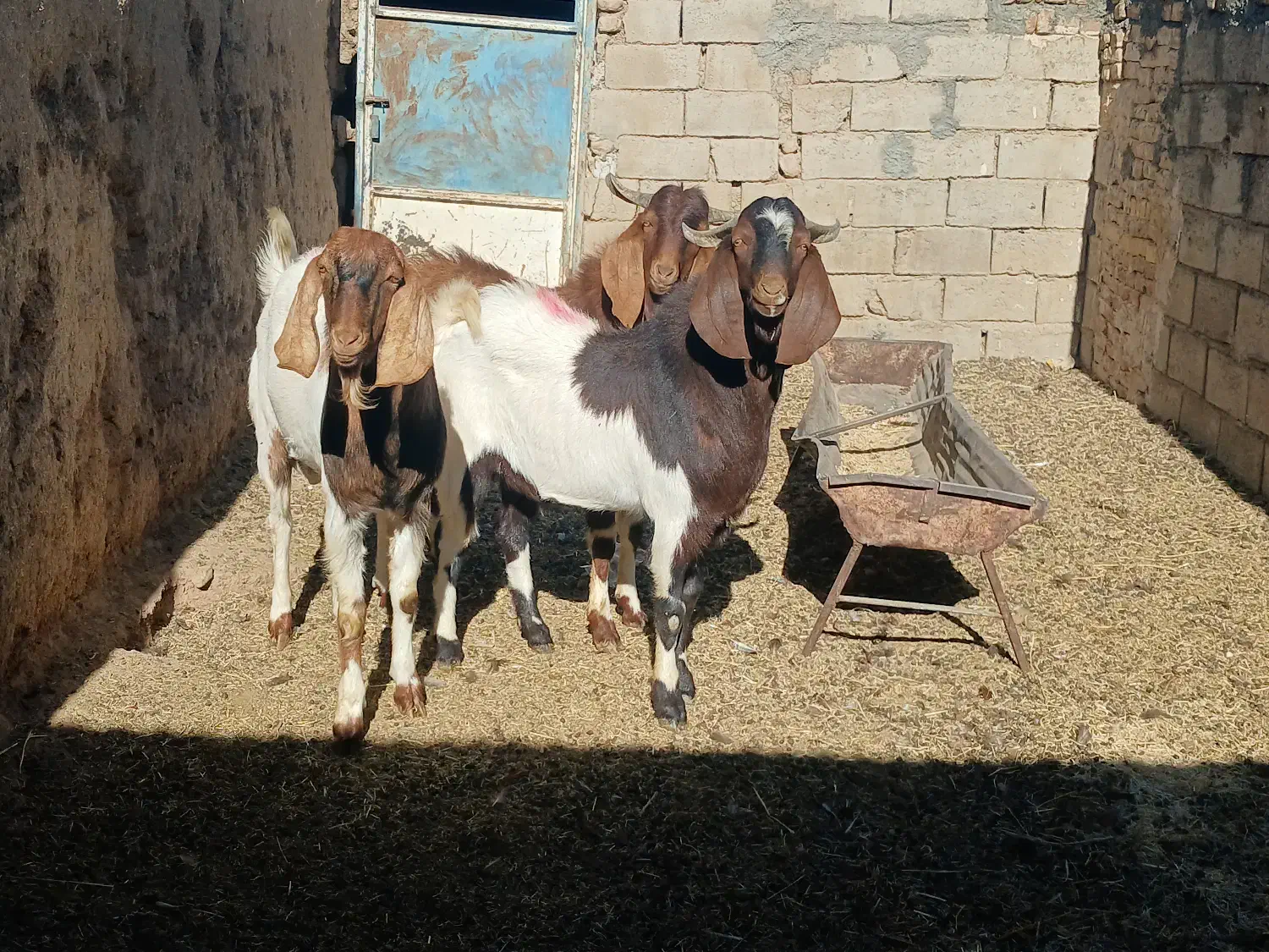 2راس بزغاله|حیوانات مزرعه|بردسکن, |دیوار