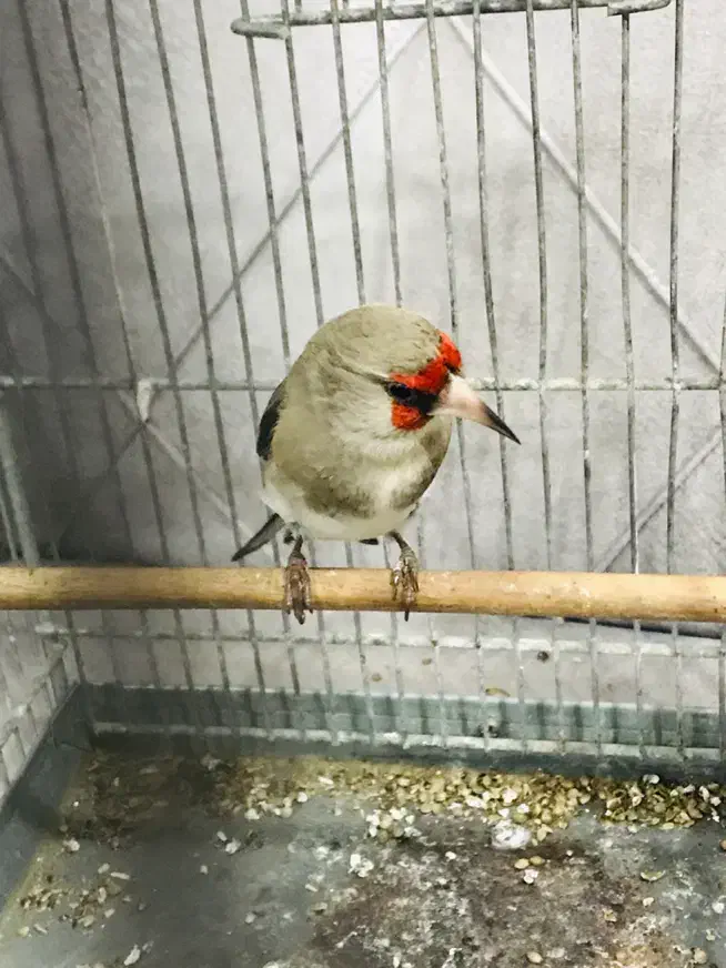 سهره بخون دهن دار|پرنده|پاکدشت, پاکدشت (مامازند)|دیوار