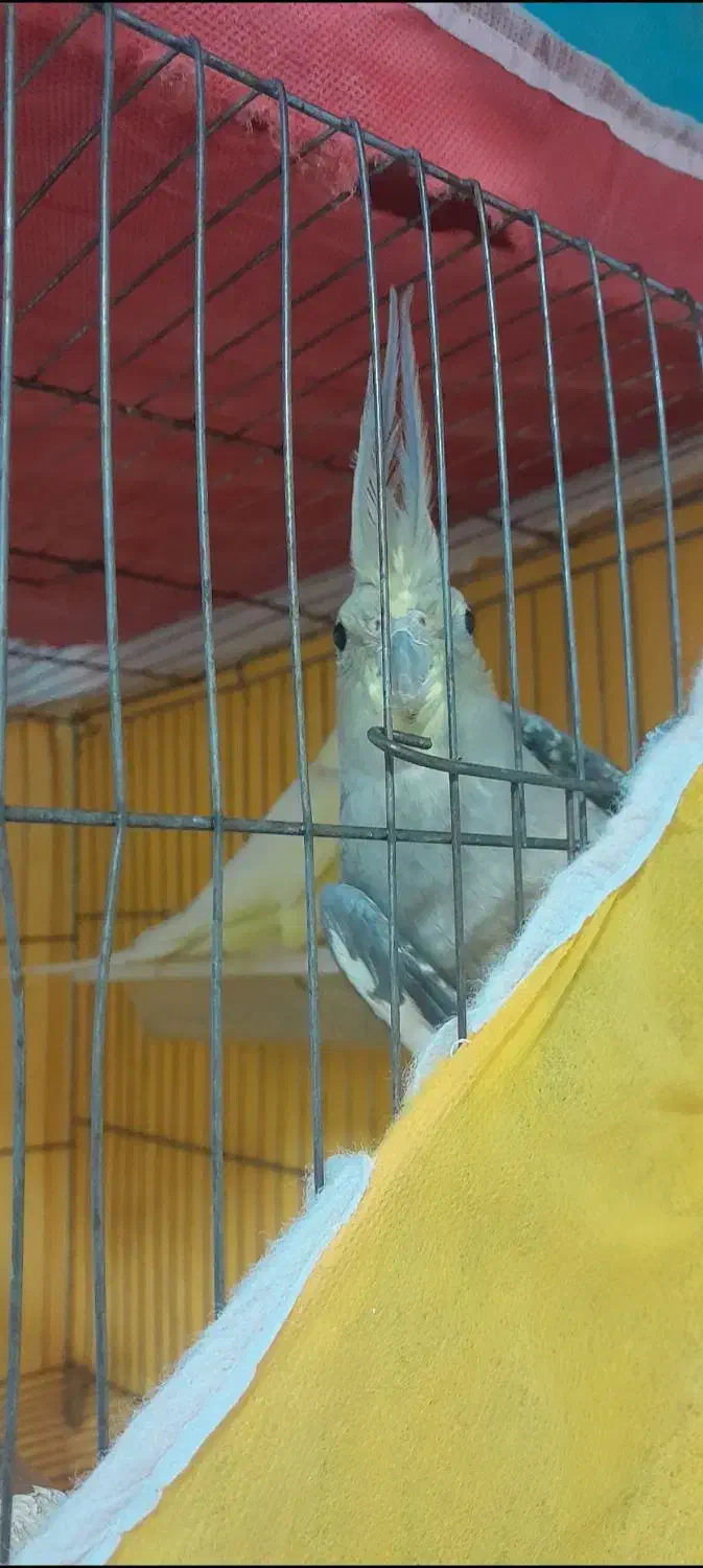 دوعدد عروس هلندی ماده طوسی|پرنده|رشت, ولکس|دیوار