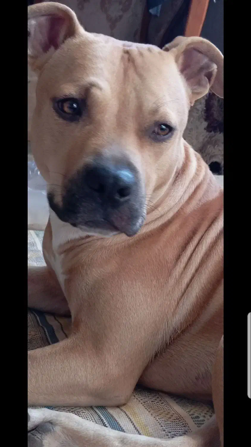 سگ از نژاد پیت بول گم شده|حیوانات|تربتحیدریه, آغوی|دیوار