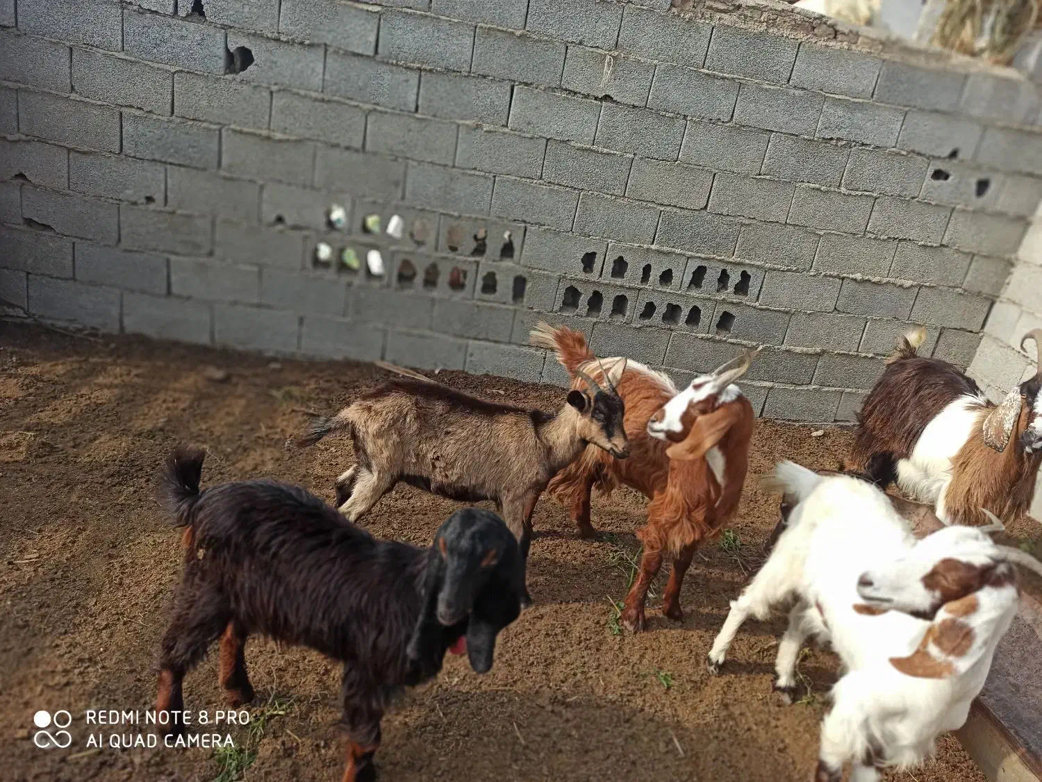 بز های ماده|حیوانات مزرعه|بندر ترکمن, |دیوار