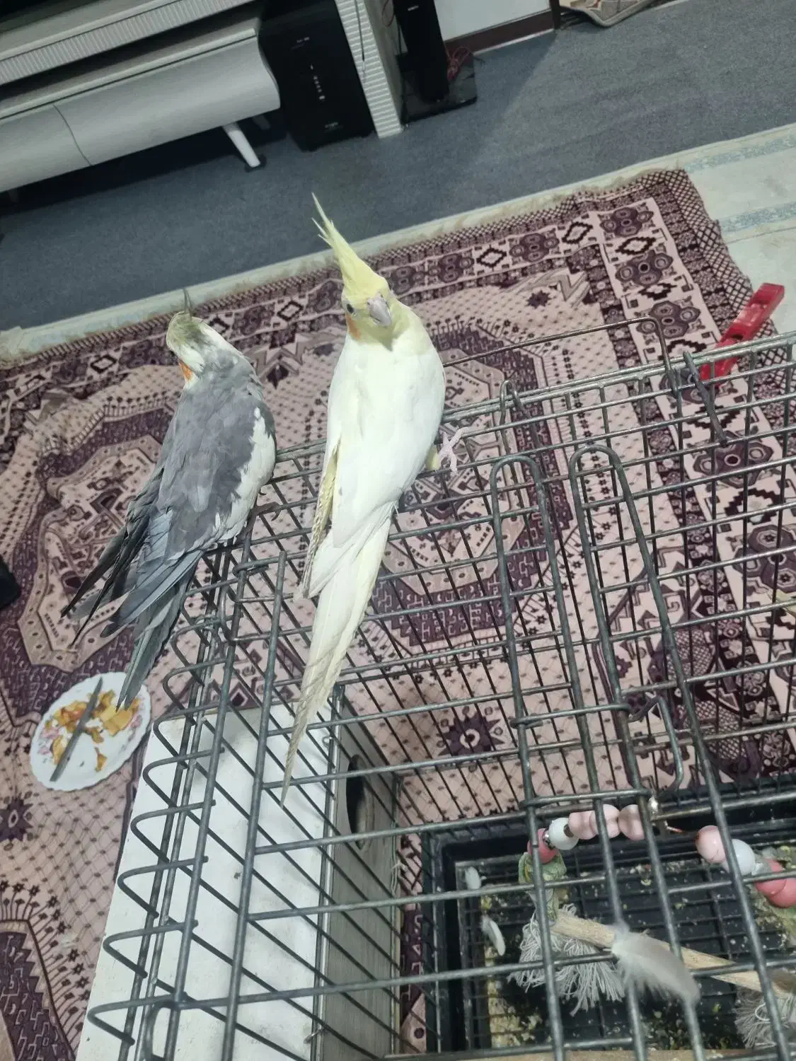 ازنا|پرنده|ازنا, |دیوار