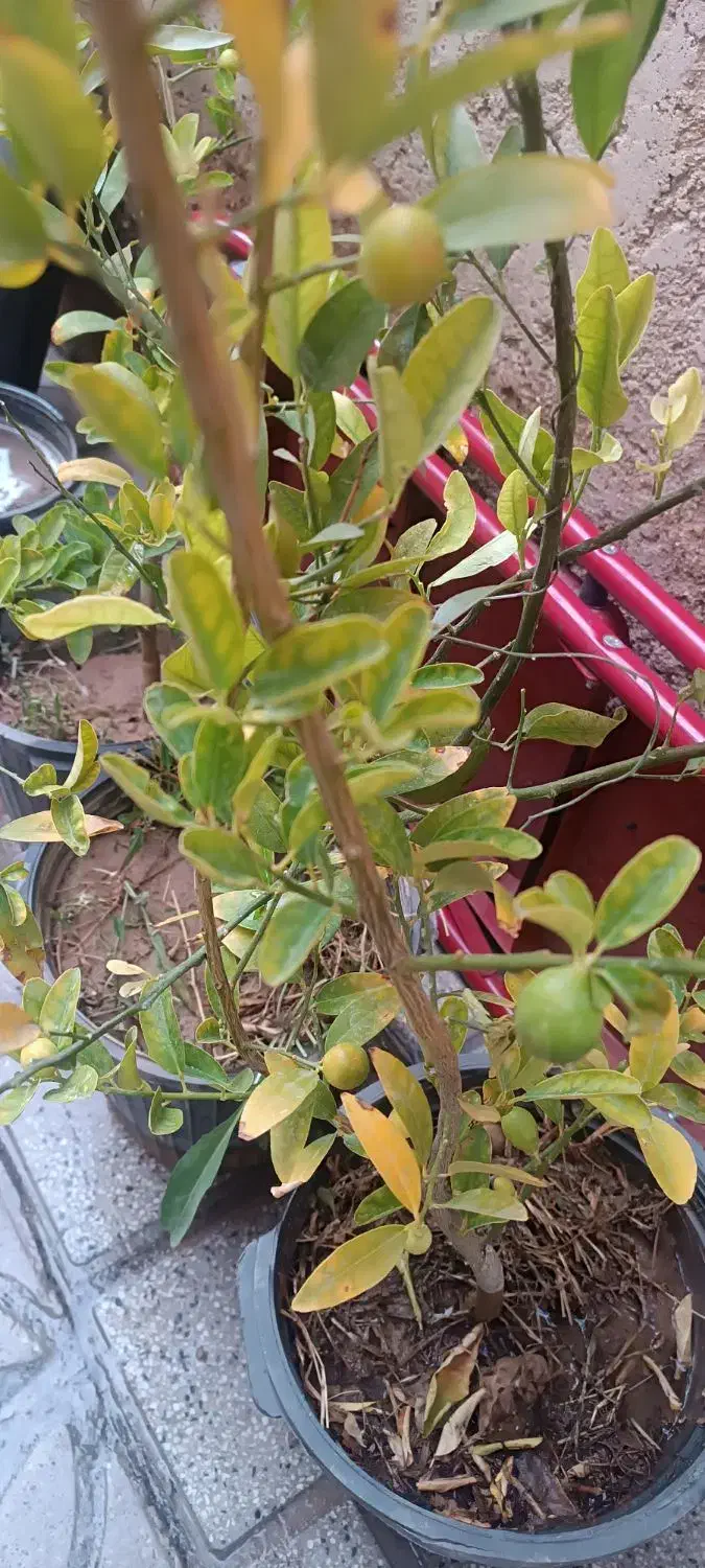 درخت لیمو چهارفصل و نارنگی ثمر دار|گل و گیاه طبیعی|شیراز, شیخ علی چوپان|دیوار