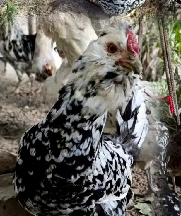 مرغ گلین با جوجه|حیوانات مزرعه|قم, سراجه (۱۵ خرداد)|دیوار