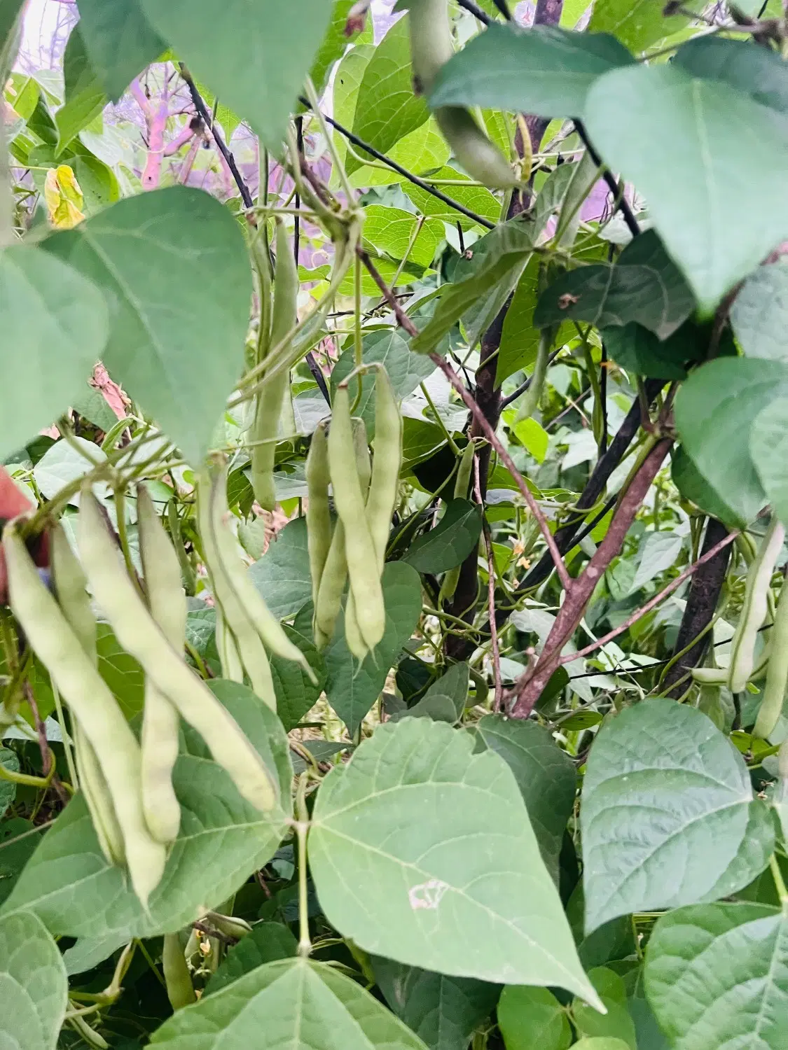سس پیله|خوردنی و آشامیدنی|فومن, |دیوار