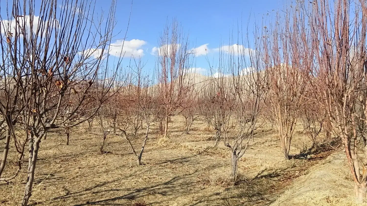 درخت|حراج|مبارکه, |دیوار