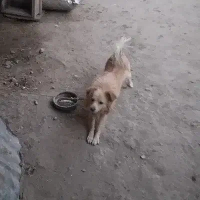 سگ پامر اشپیتز|سگ|کرمانشاه, |دیوار