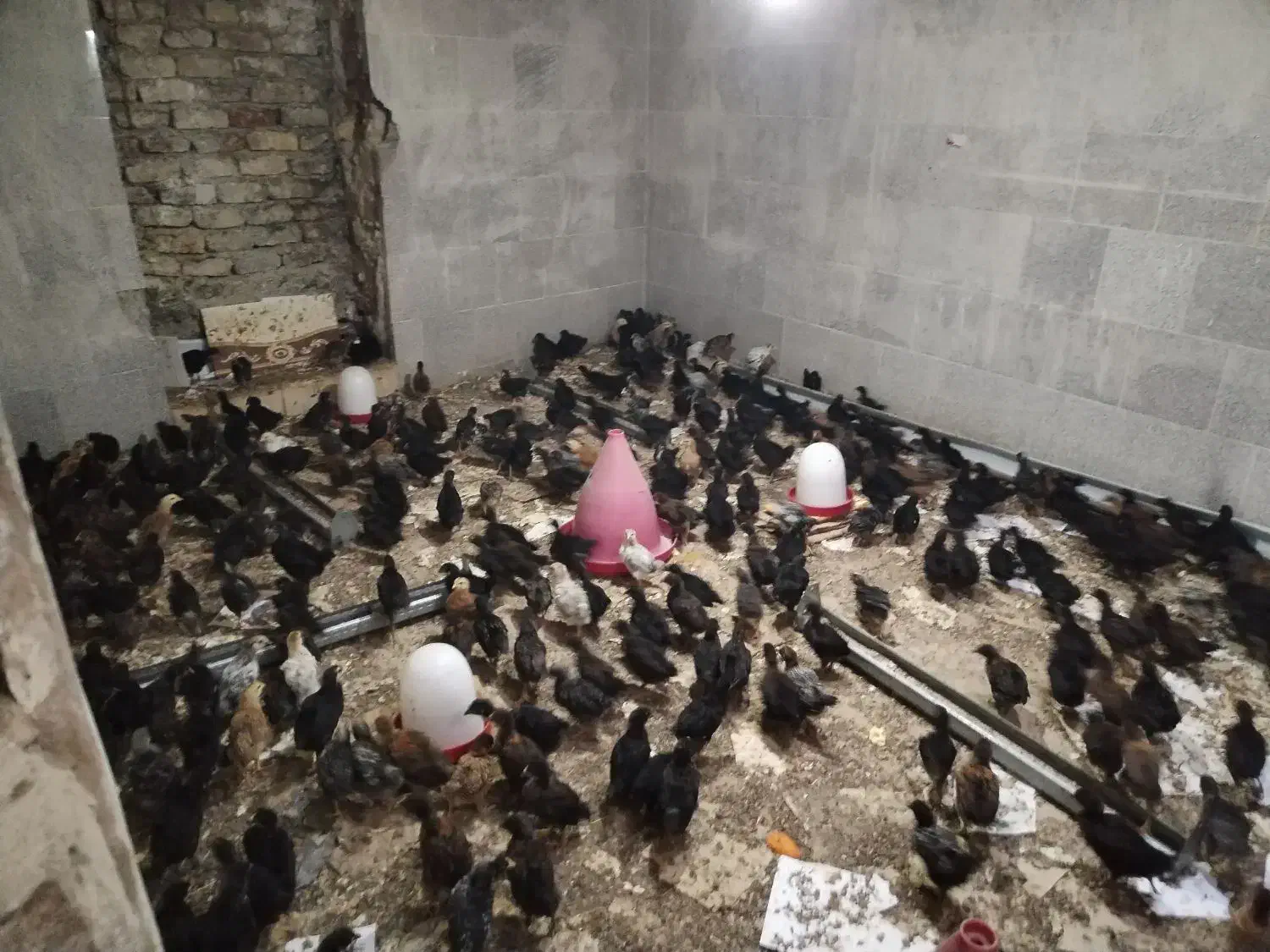 جوجه مرغ 40 روزه اردک|حیوانات مزرعه|قم, دورشهر|دیوار