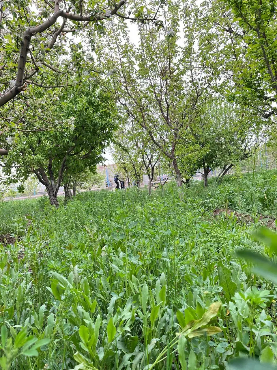 باغ۱۰۰۰متری در مرند|فروش زمین و ملک کلنگی|کشکسرای, |دیوار