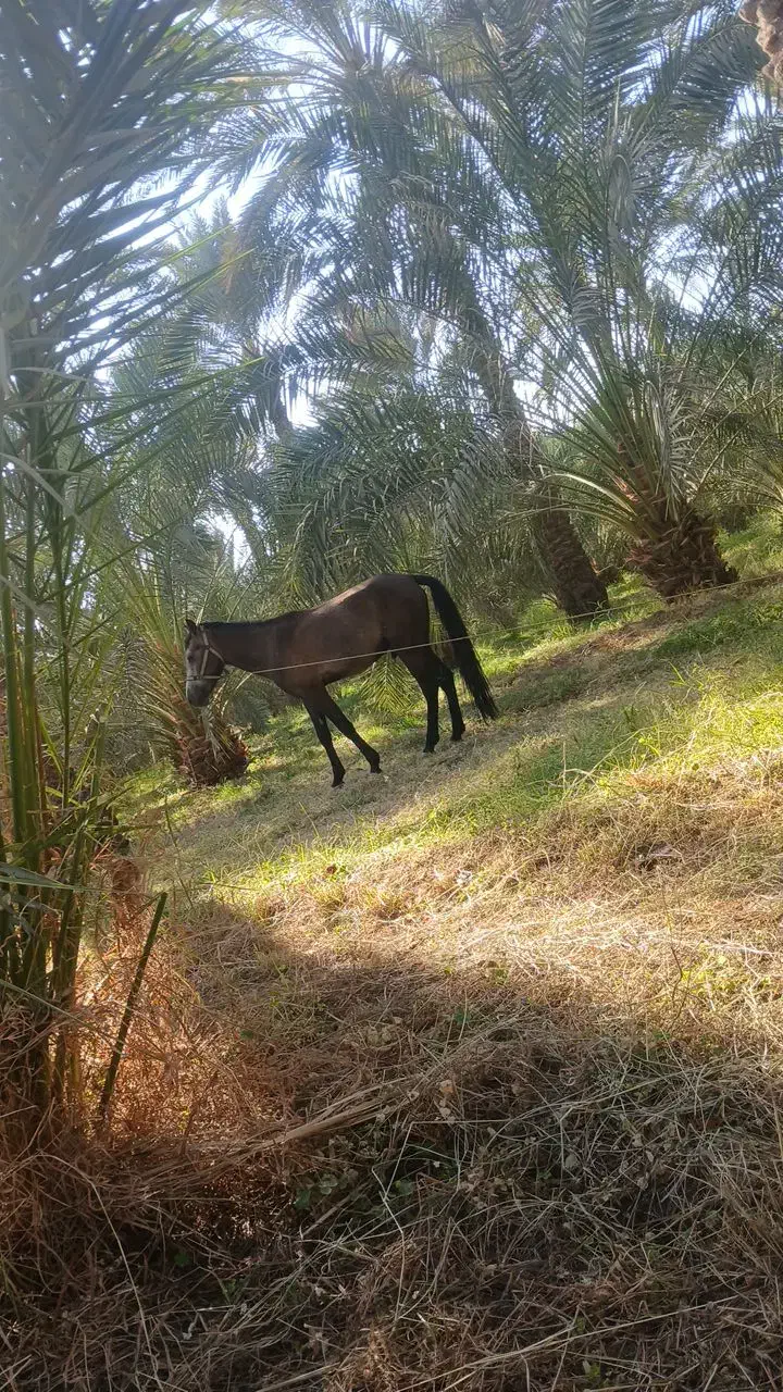 اسب نریان|اسب و تجهیزات اسب‌سواری|جیرفت, |دیوار