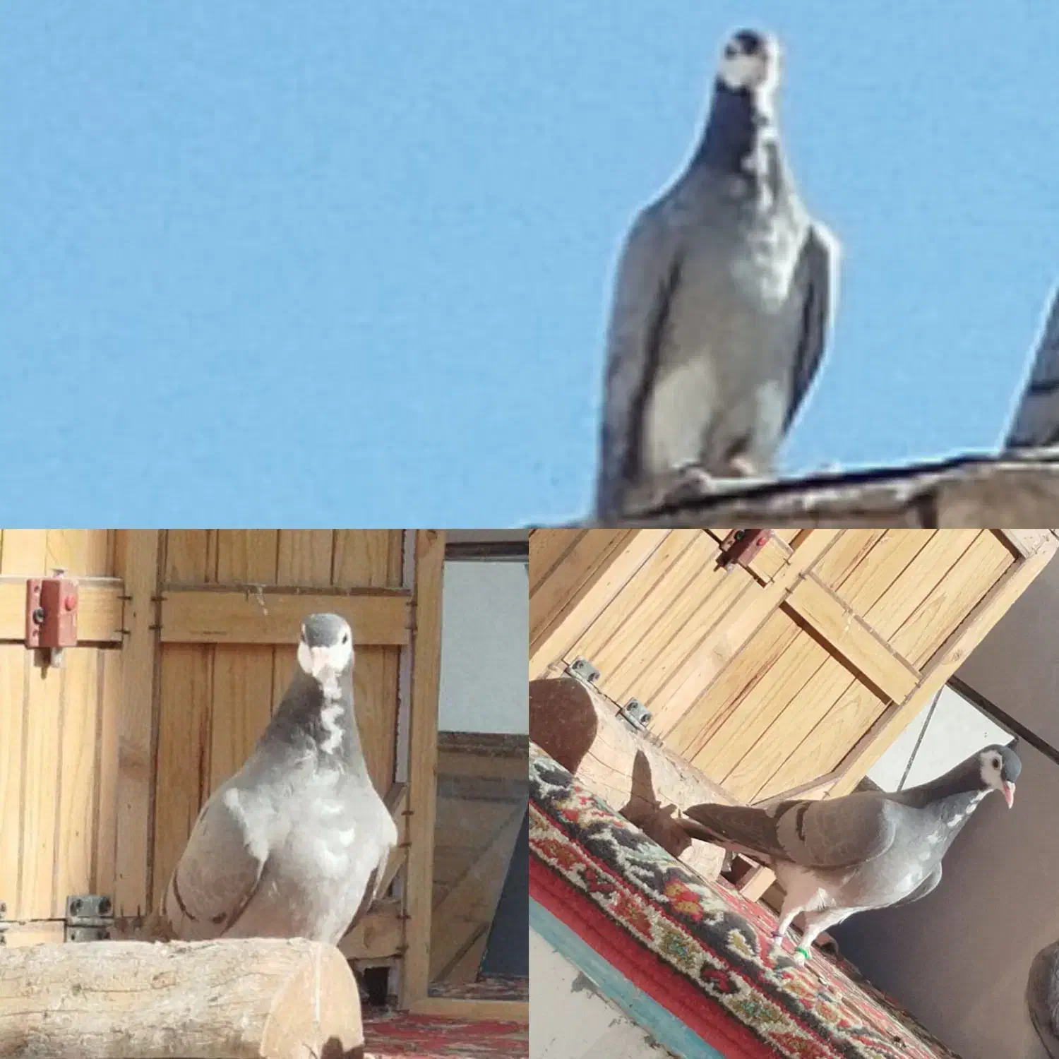 دو جفت دمگیر خرقه و دو عدد مفلق|پرنده|برخوار, |دیوار