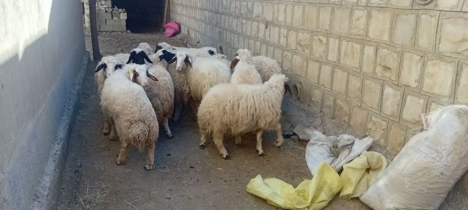 بره فروش|حیوانات مزرعه|گچی, |دیوار