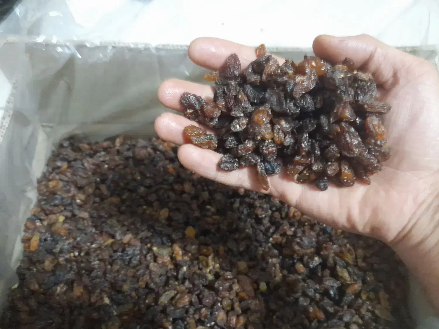 تخصصی کشمش آبگیری (گله)خلیل آباد کاشمر ،جزیی کلی|خوردنی و آشامیدنی|مشهد, هدایت|دیوار