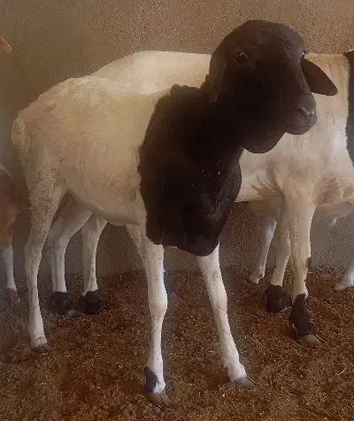 بره ماده سمال|حیوانات مزرعه|درگهان, |دیوار