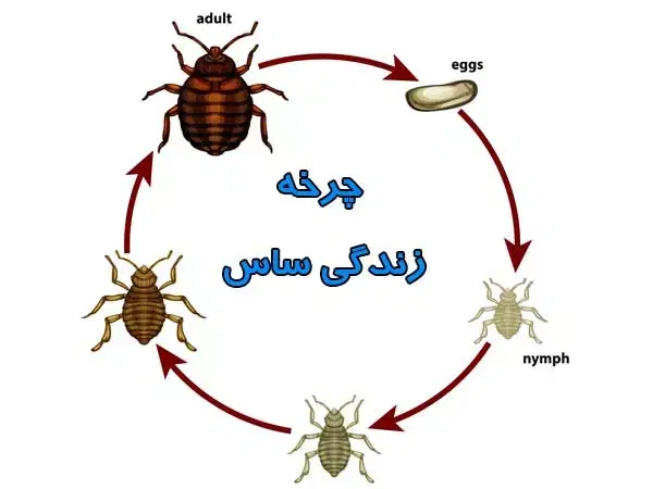 سمپاشی با فاکتور معتبر - سم پاشی ساس موش سوسک|خدمات نظافت|تهران, امام حسین|دیوار