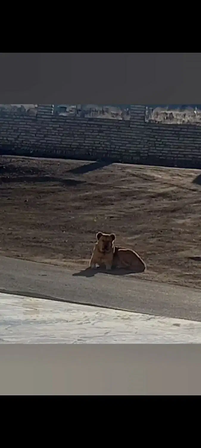 فروش سگ دورگه|سگ|کرفتو, |دیوار