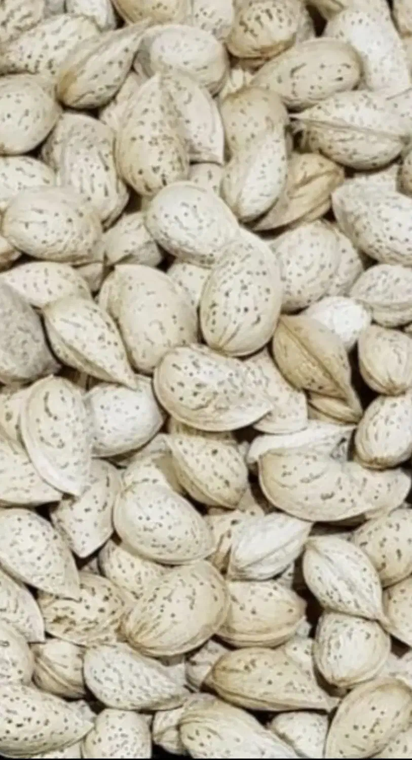 بادام سنگی،کاغذی و آجیلی مُنقا ارگانیک و بادام تلخ|خوردنی و آشامیدنی|شیراز, قدوسی شرقی|دیوار