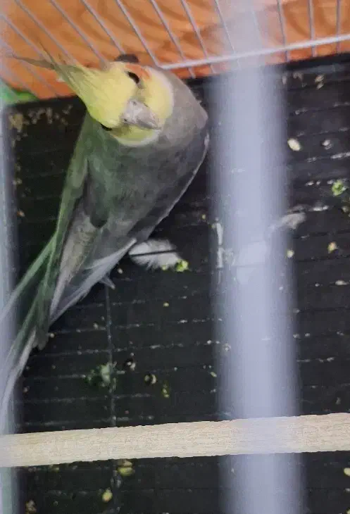 عروس هلندی سینامون نر|پرنده|تربت جام, یحیی آباد|دیوار