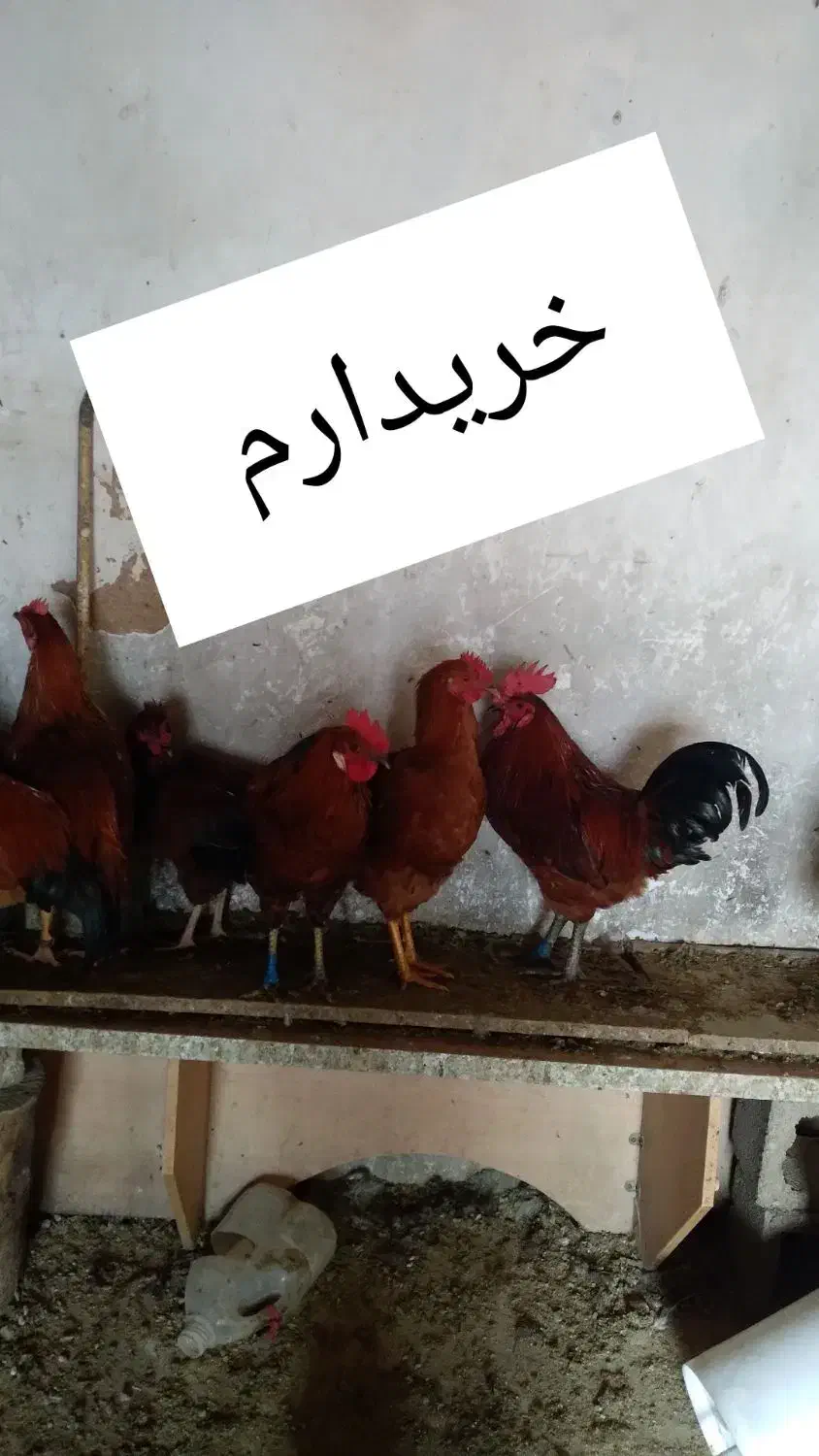 خروس محلی رو عکس بخونین|حیوانات مزرعه|صحنه, |دیوار