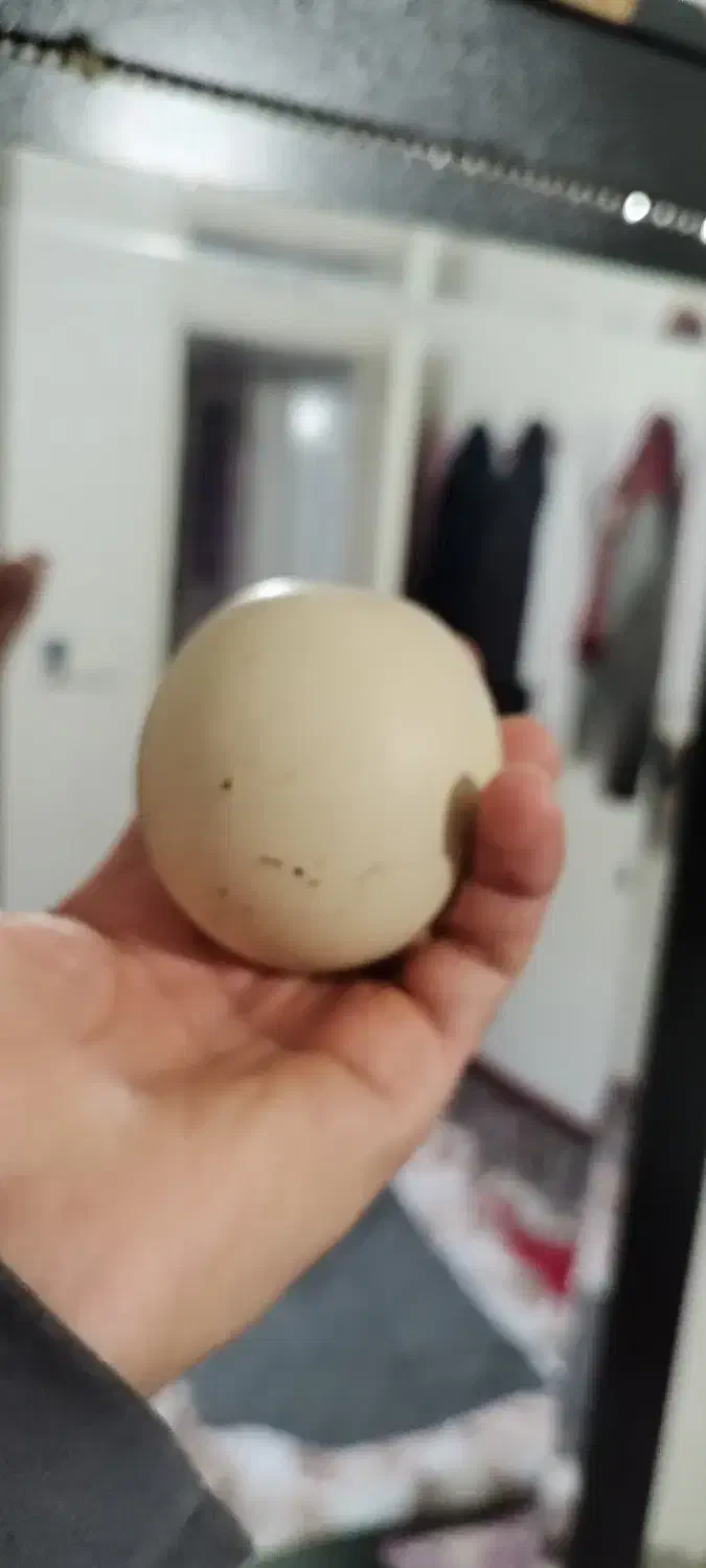 سنگ الماس|جواهرات|بجنورد, |دیوار