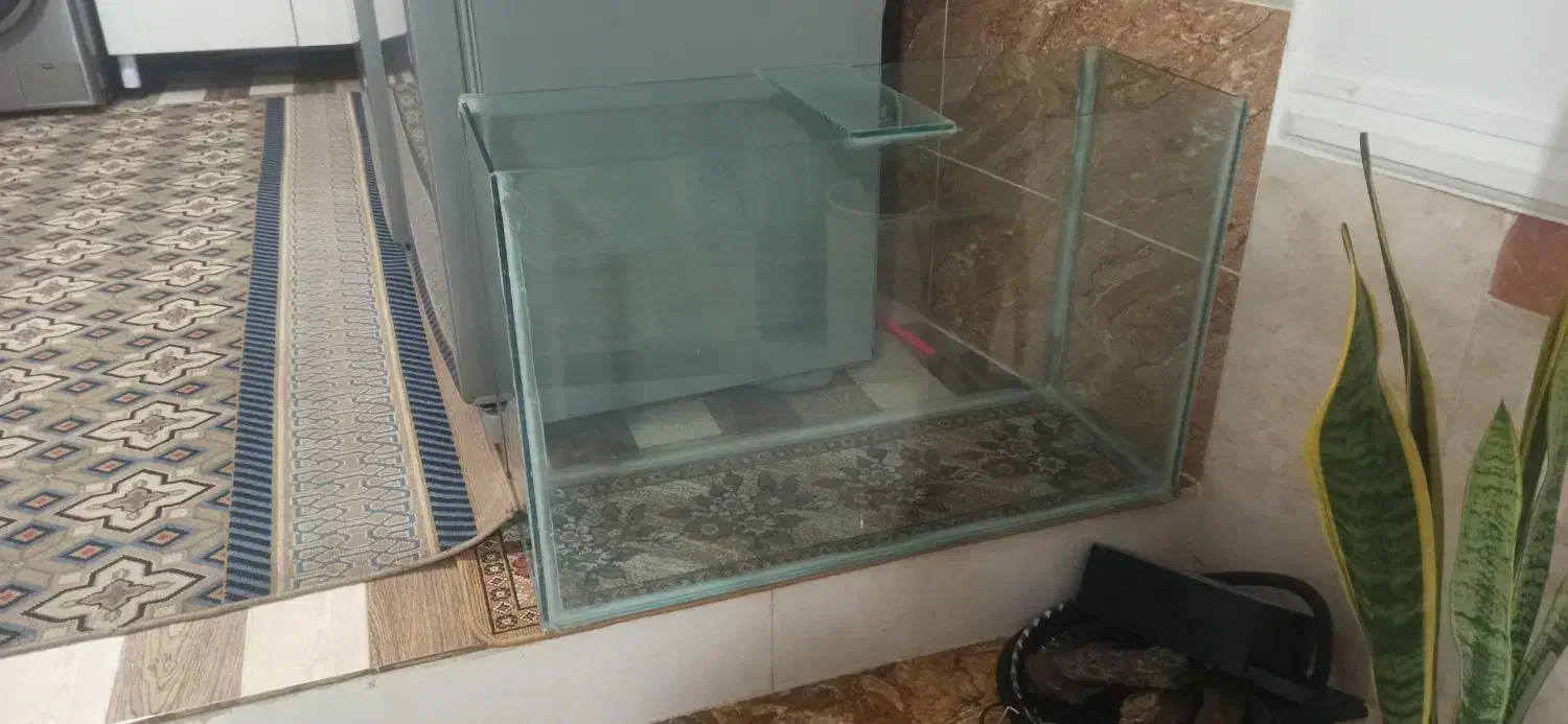 آکواریوم|ماهی|همدان, |دیوار