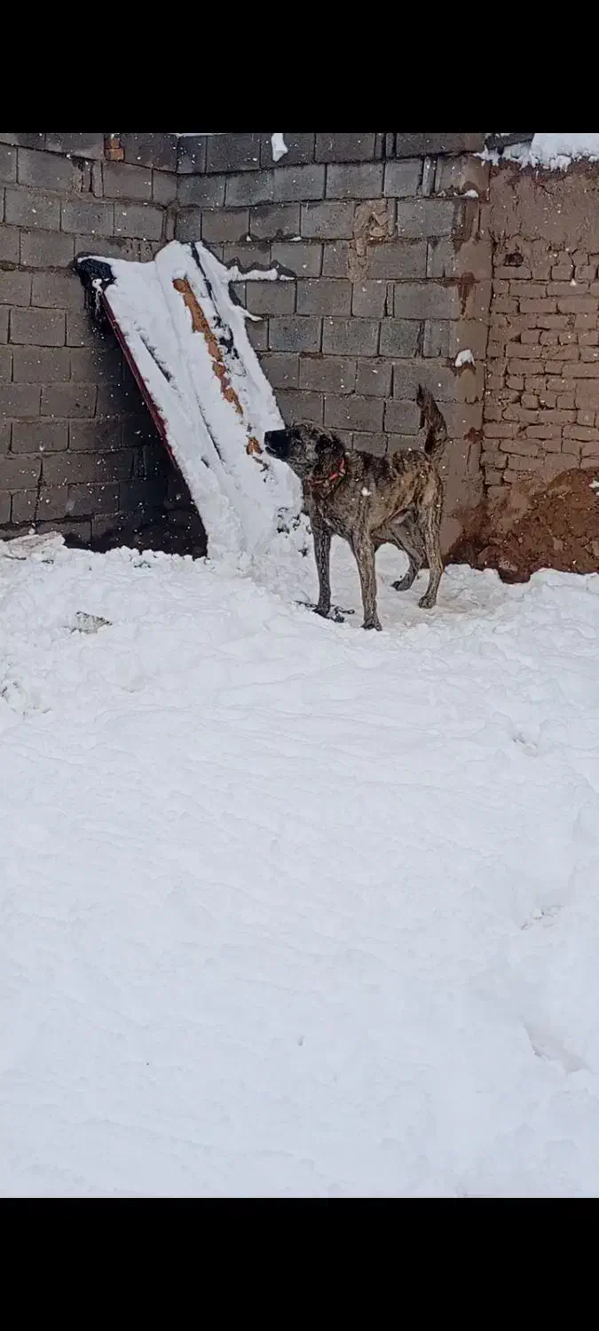 سگ نر سالم|سگ|تربت جام, جامرود|دیوار