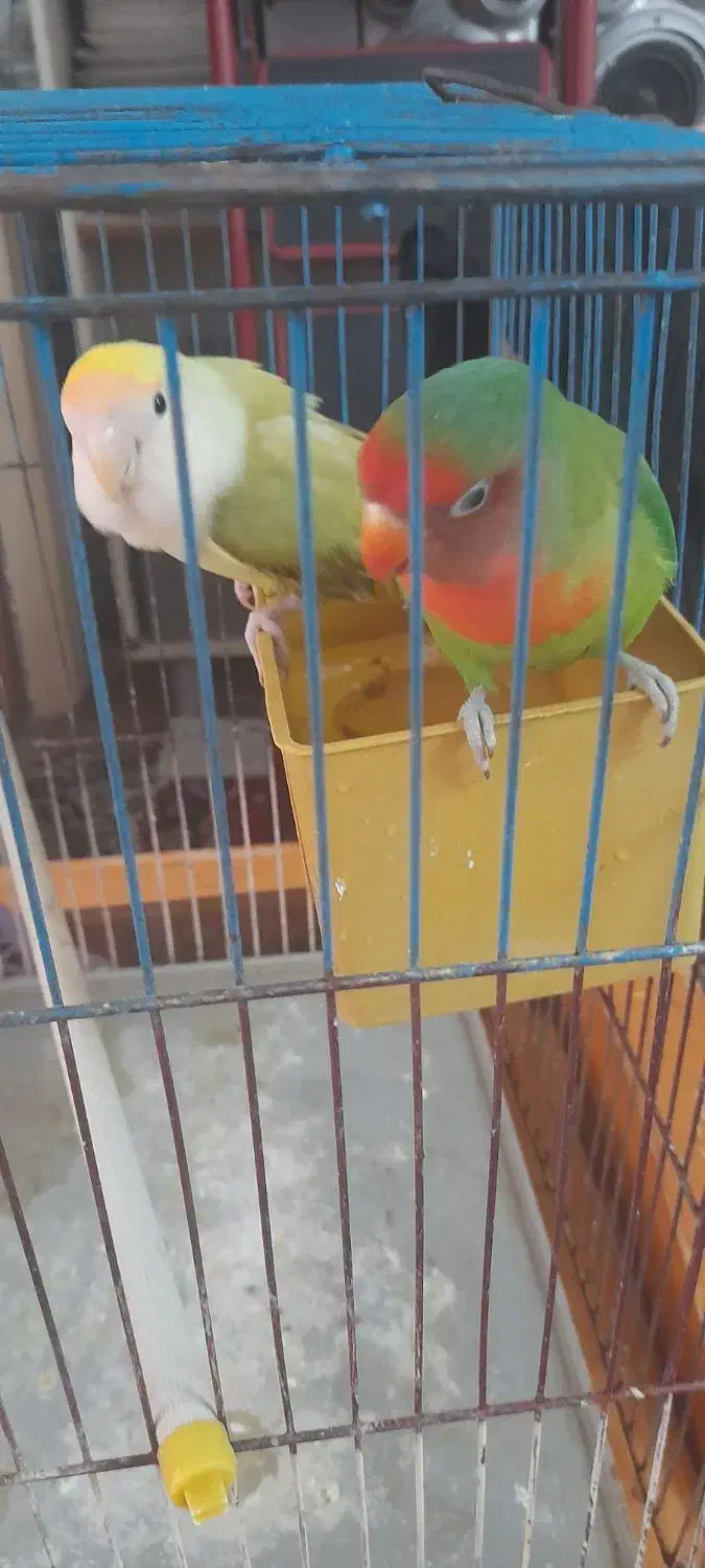 جفت طوطی بریزیلی...معاوضه باگرینچیک ماده|پرنده|تنکابن, |دیوار