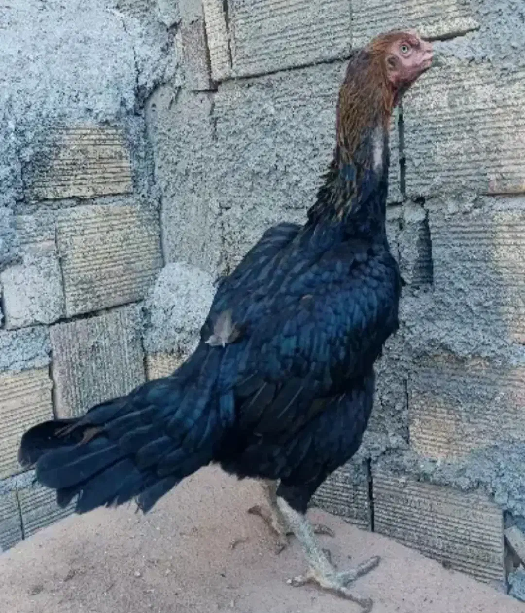 مرغ و خروس|پرنده|مشگین شهر, |دیوار