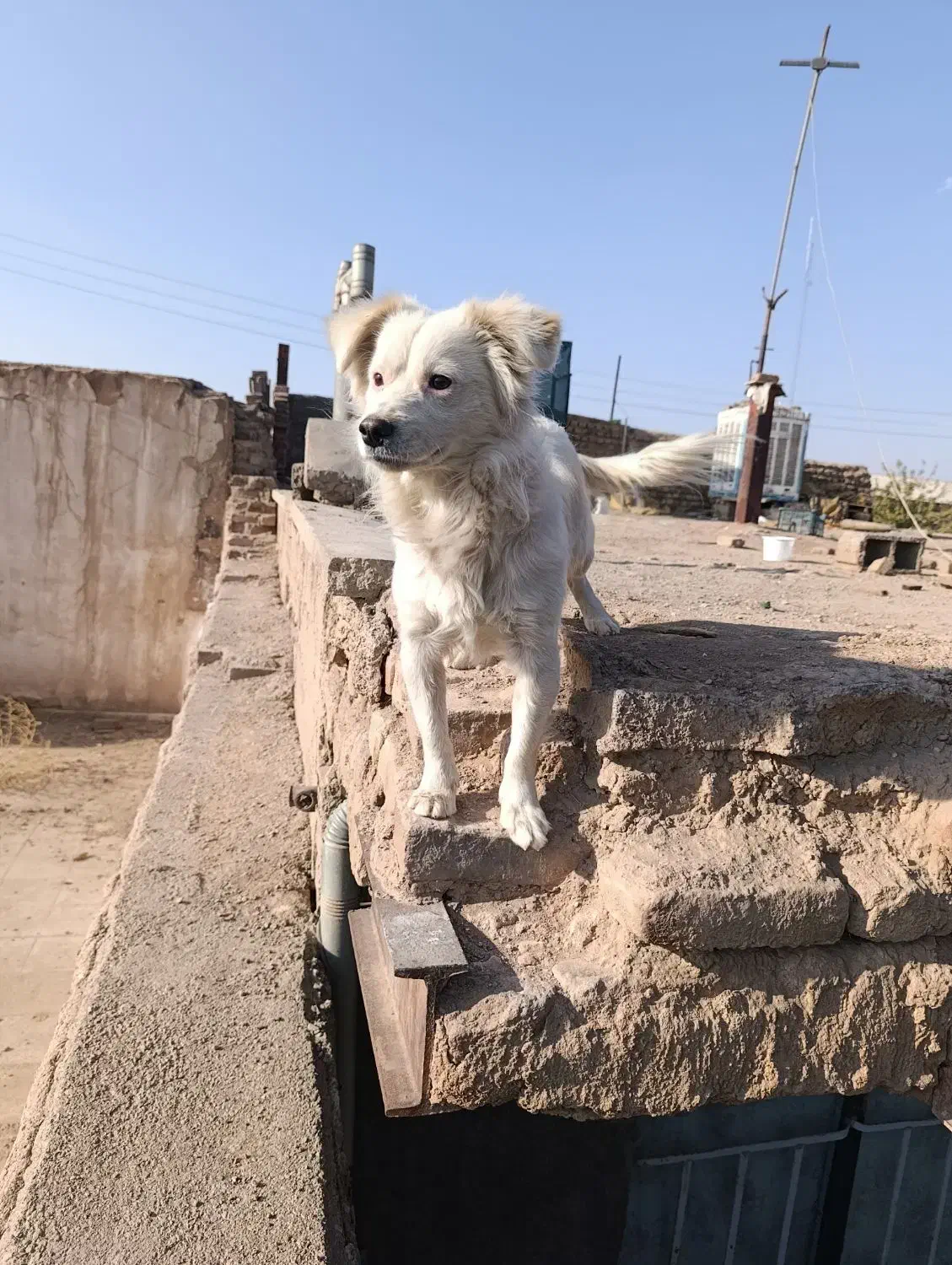 فروشی قیمت1نیم|سگ|نگار, |دیوار