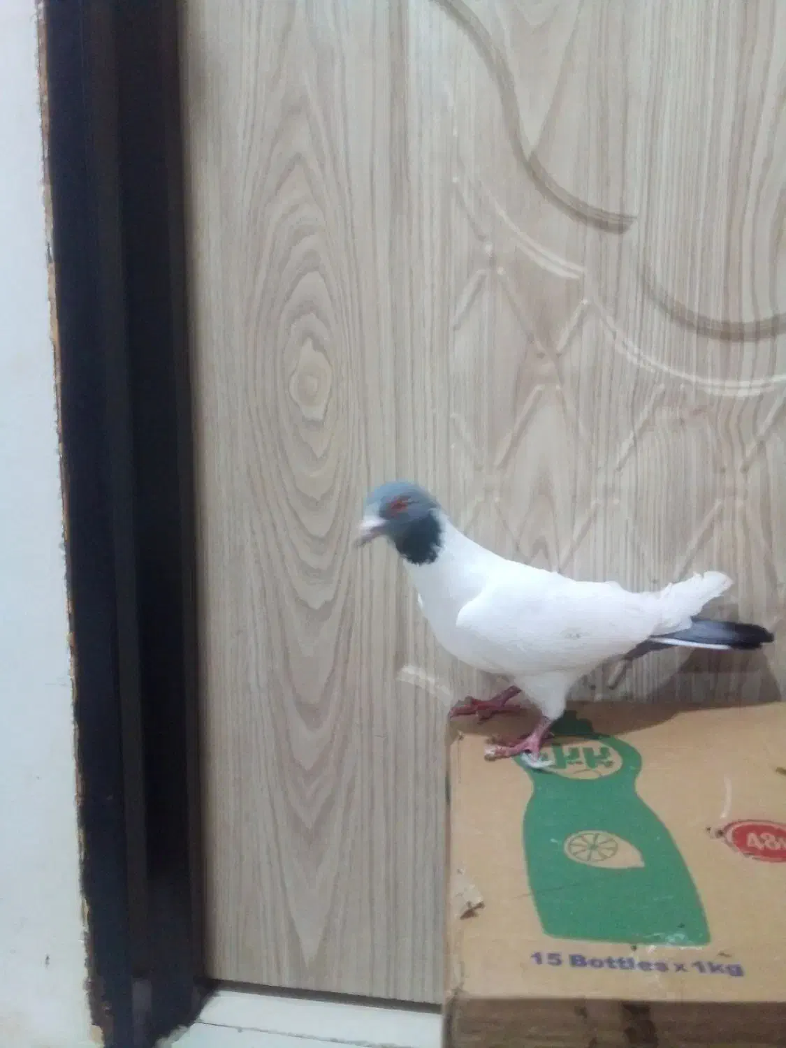 کبوتر طوقی|پرنده|اردبیل, |دیوار