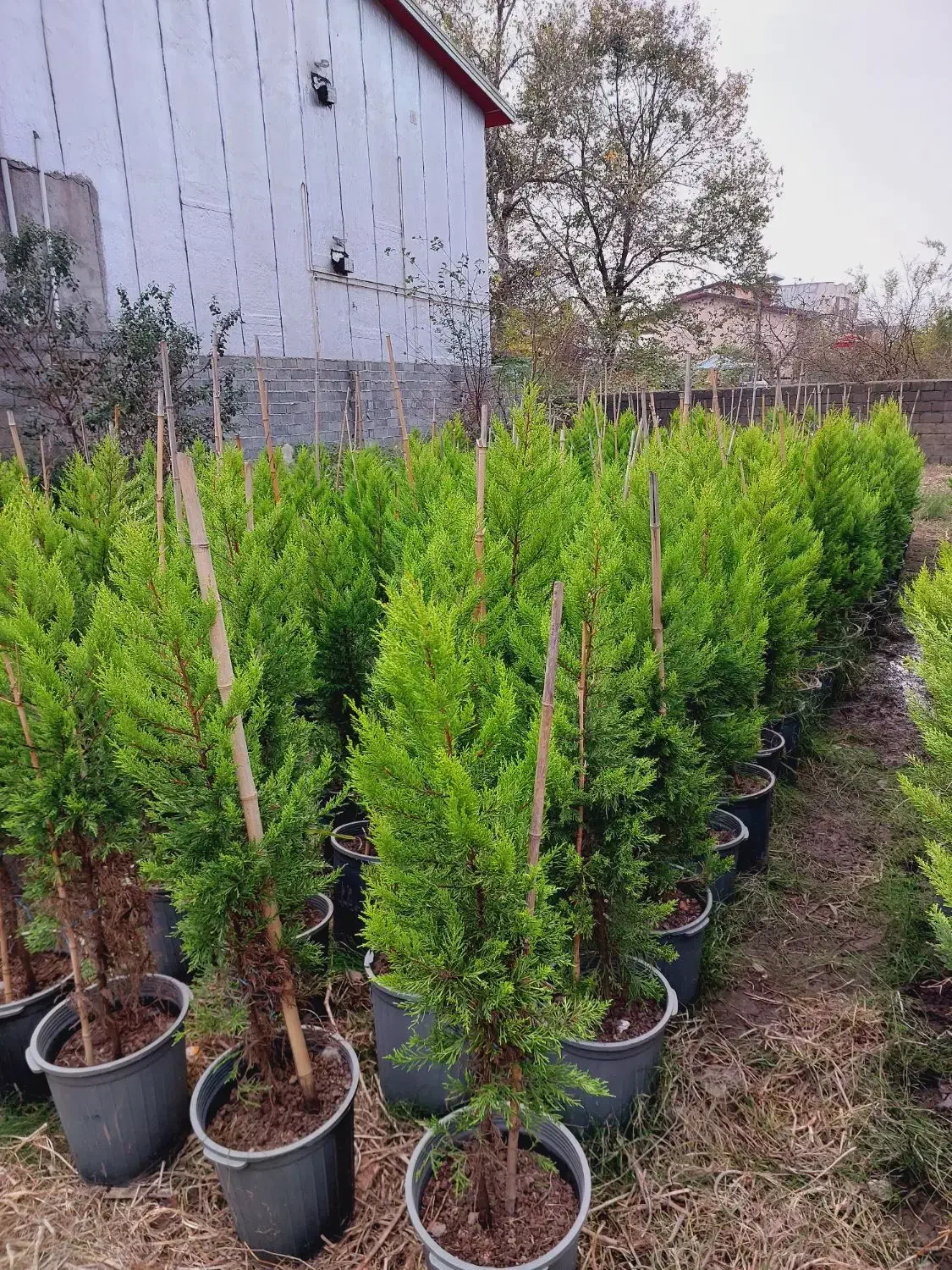 کاج لاوسون|گل و گیاه طبیعی|ایزدشهر, |دیوار