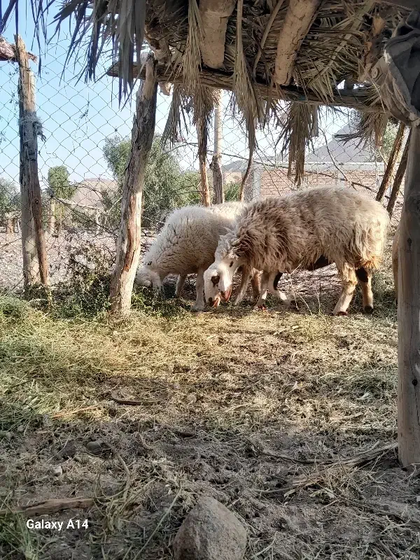 دوعددمیش آبستن|حیوانات مزرعه|عنبرآباد, |دیوار