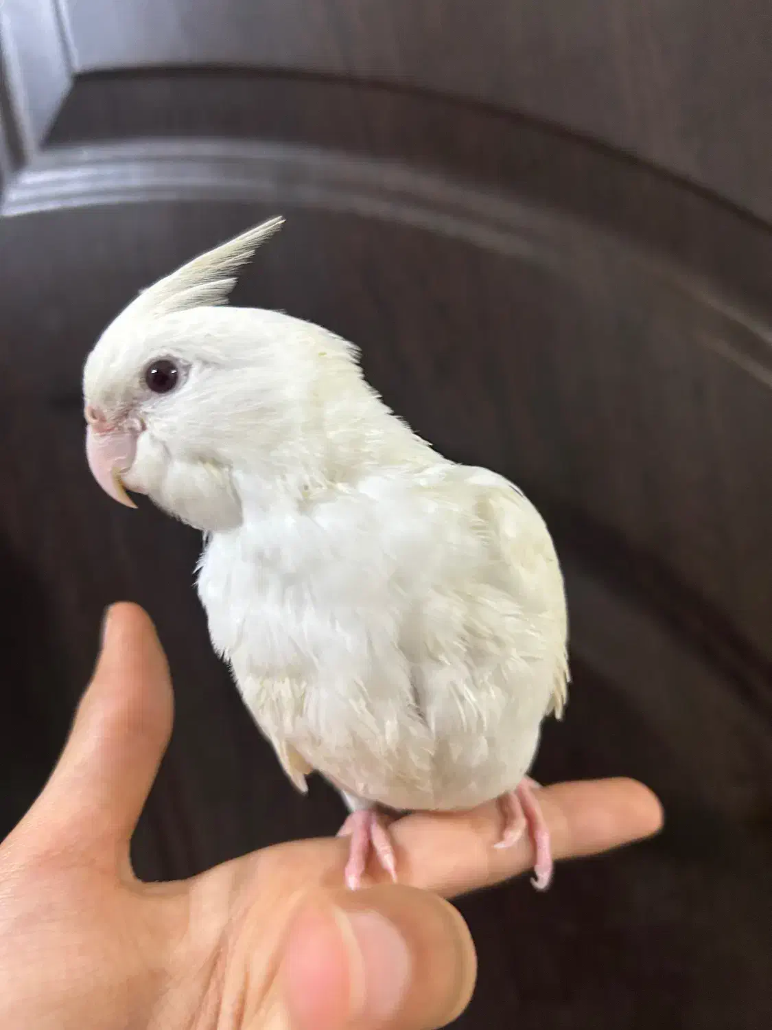 عروس هلندی البینو دستی چلوندنی|پرنده|شوش, |دیوار