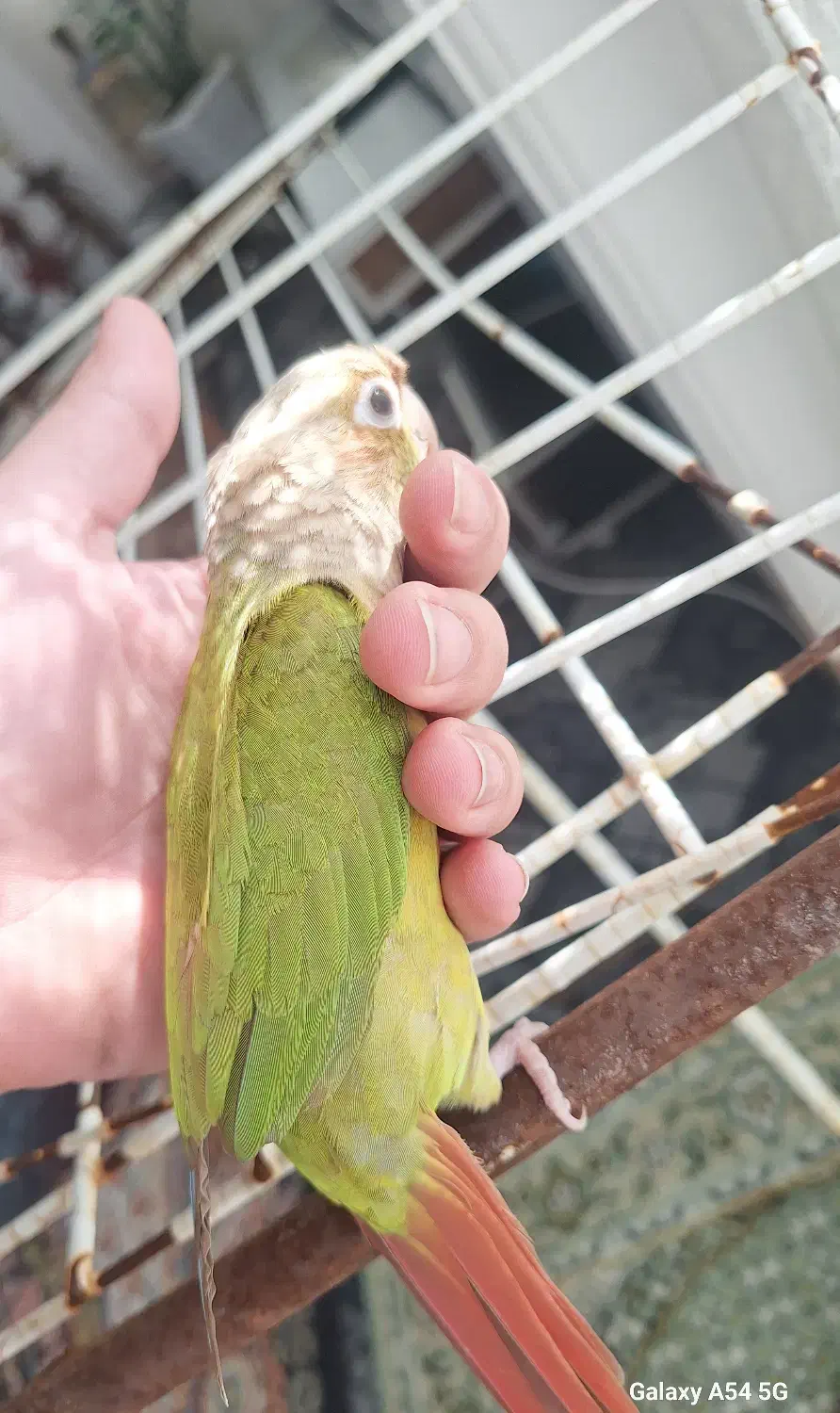 طوطی گرینچیک آناناسی|پرنده|بابل, |دیوار