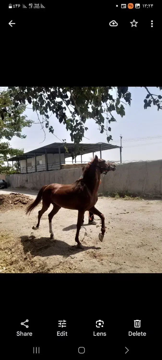 اسب کرد دو سر حال سالم مدارک میکروچیب دار|اسب و تجهیزات اسبسواری|رباطکریم, نوده|دیوار