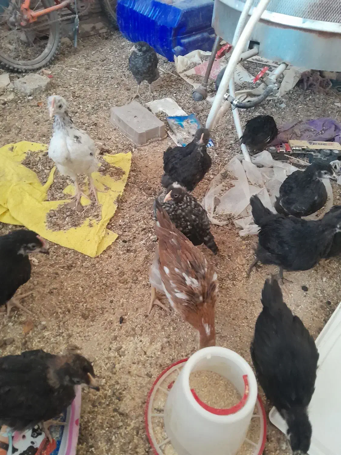 بارنی خروسک،وبوقلمون|حیوانات مزرعه|بهبهان, |دیوار